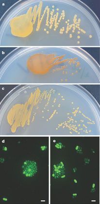Bacterias marinas y CO2