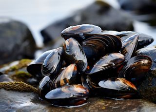 Bacteria Vibrio: ¿Aún podremos comer mariscos?