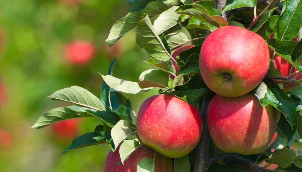 Kleine Apfelbäume sind nicht nur hübsch, sondern tragen durchaus essbare Früchte
