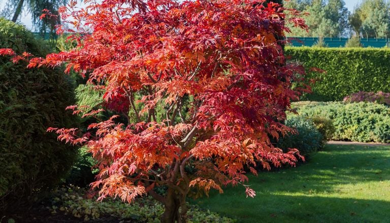 B&auml;ume f&uuml;r kleine G&auml;rten: Diese schmalen Arten passen auch auf wenig Raum