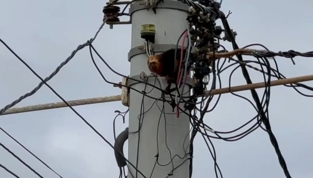 Um mico-leão-de-cara-dourada em um poste de energia elétrica em Ilhéus. Crédito: Tamarin Trust