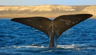 Bah&iacute;a San Antonio: los residuos de una mina cerrada hace 40 a&ntilde;os siguen filtr&aacute;ndose en el mar patag&oacute;nico