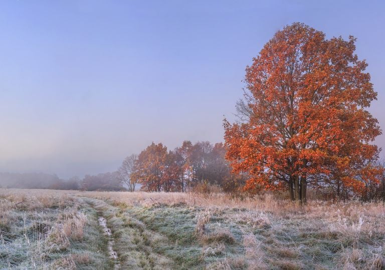 Automne froid Automne froid
