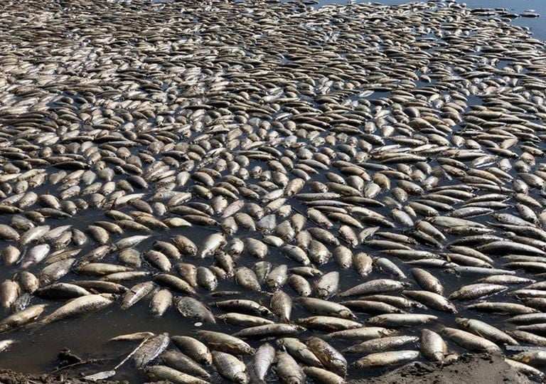 Peces muertos en el Río Salado Peces muertos en el Río Salado