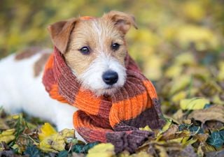 Bajan las temperaturas en Argentina, ¡el otoño avanza a paso firme!