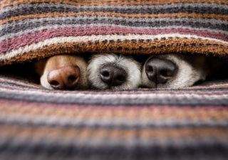 ¡Abren el freezer! Llega el frío polar a Argentina este fin de semana