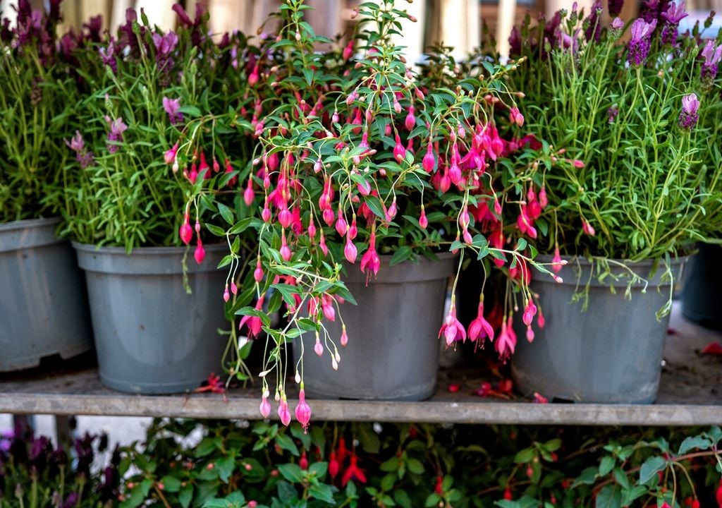 chilco en maceta Cultivado en macetas, el chilco mantiene su floración durante meses si recibe humedad constante y sombra parcial.