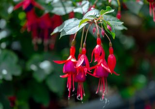 Bajo la lluvia del sur florece el chilco: el fen&oacute;meno natural que sorprende cada temporada