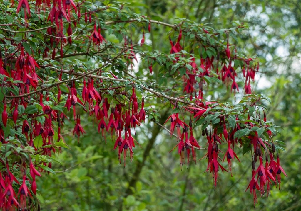 Fuchsia flor El chilco se adapta a suelos húmedos y fríos, creciendo con fuerza junto a esteros y quebradas.