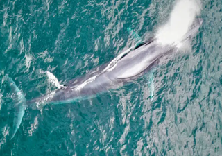 Baleia é flagrada respirando na superfície do mar e surpreende pesquisadores em Ilhabela
