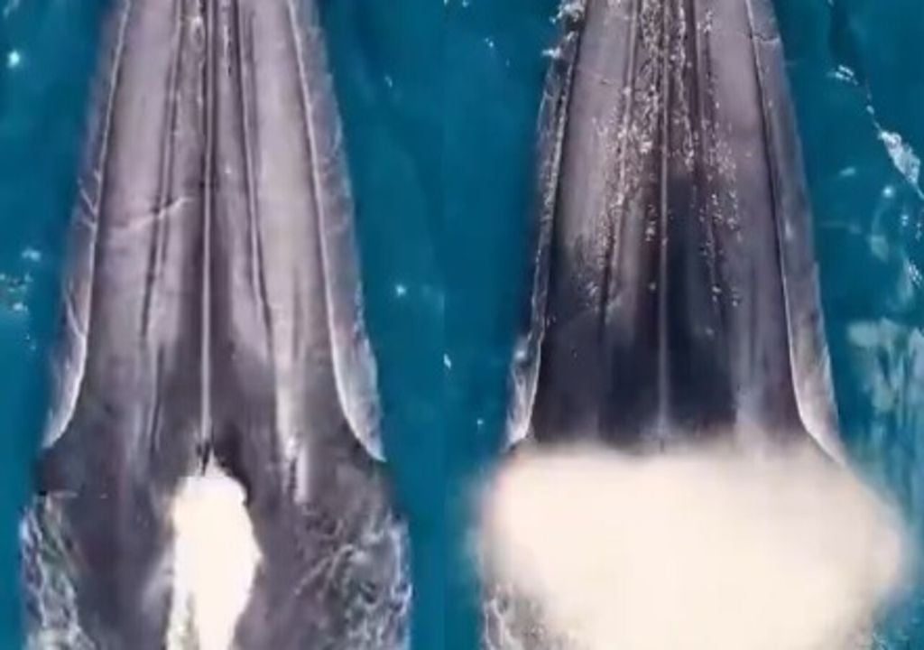 Imagens capturadas pelo fotógrafo Rafael Mesquita mostram baleia-de-bryde emergindo para respirar