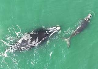 Rara aparição de baleia-franca com filhote emociona turistas no litoral norte do RS