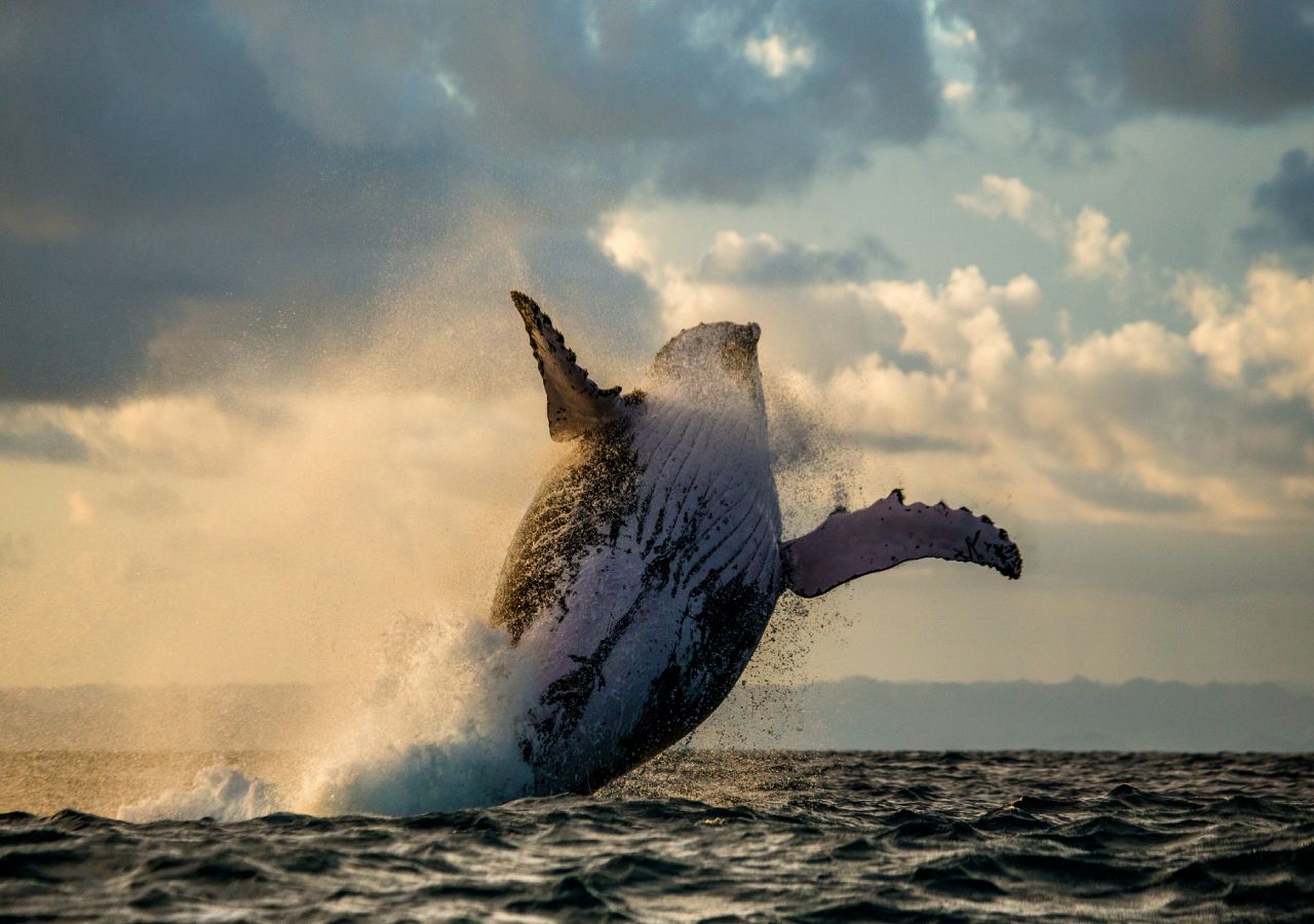 Las ballenas almacenan enormes cantidades de carbono durante su larga vida.