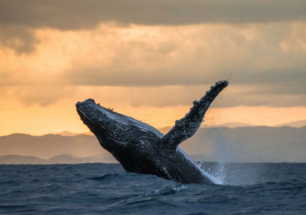 Baleias ingerem milhões de partículas plásticas