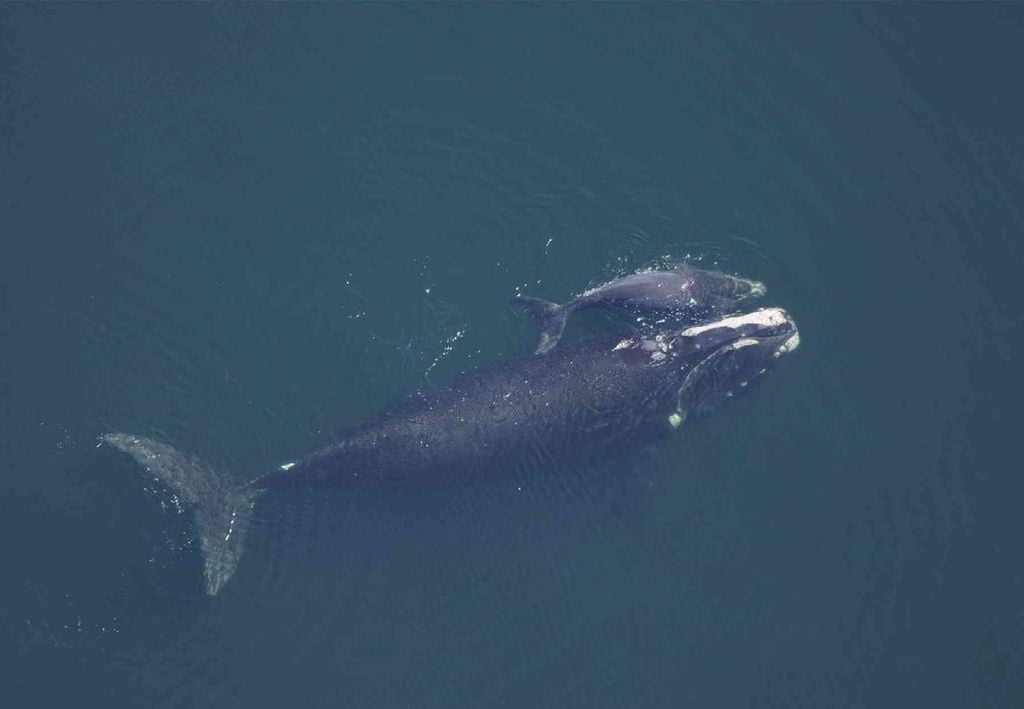 Baleia franca e filhote do Atlântico Norte