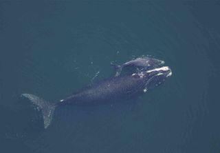 Las ballenas del Atlántico norte están reduciendo su tamaño y tienen menos crías. ¿Qué hay detrás de esto?