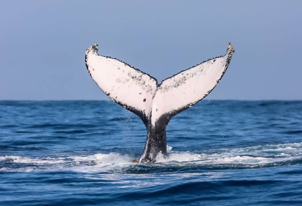 Una ballena jorobada aparece cerca de la costa de Ubatuba (SP) durante una excursión de observación. La especie, antes en peligro de extinción, vuelve a frecuentar las zonas costeras del sudeste brasileño.