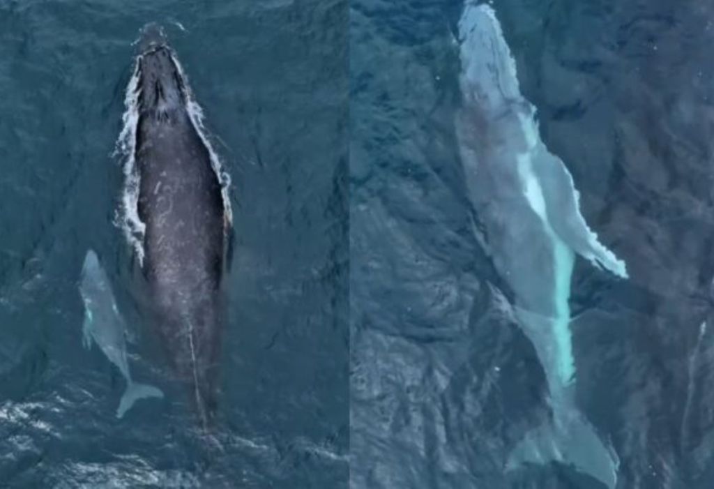 Fotógrafo registra el primer cachorro de ballena jorobada de la temporada de ballenas en São Paulo