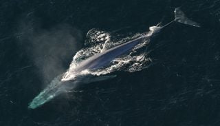 Les baleines repr&eacute;sentent un pilier fondamental de notre &eacute;cosyst&egrave;me, selon les chercheurs
