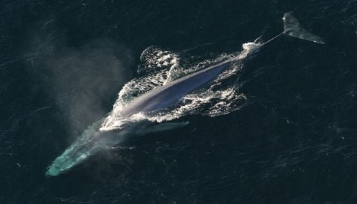 Les baleines repr&eacute;sentent un pilier fondamental de notre &eacute;cosyst&egrave;me, selon les chercheurs