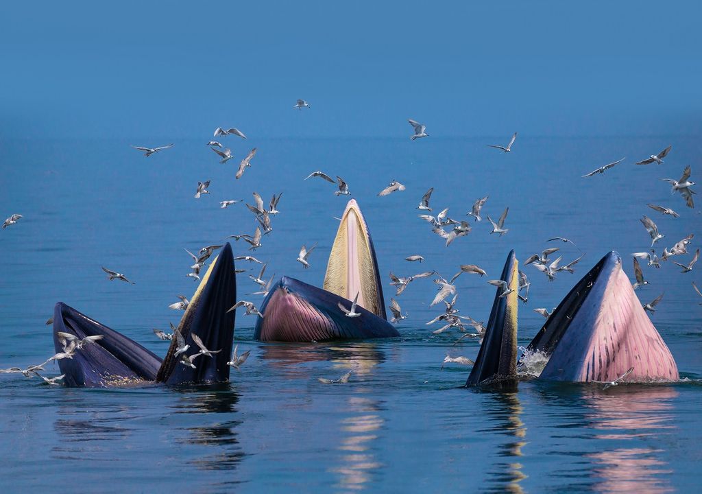 grupo de ballenas alimentándose