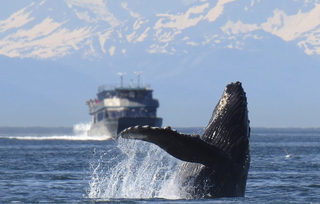 Las ballenas tratan de luchar para navegar en unos mares con contaminación acústica