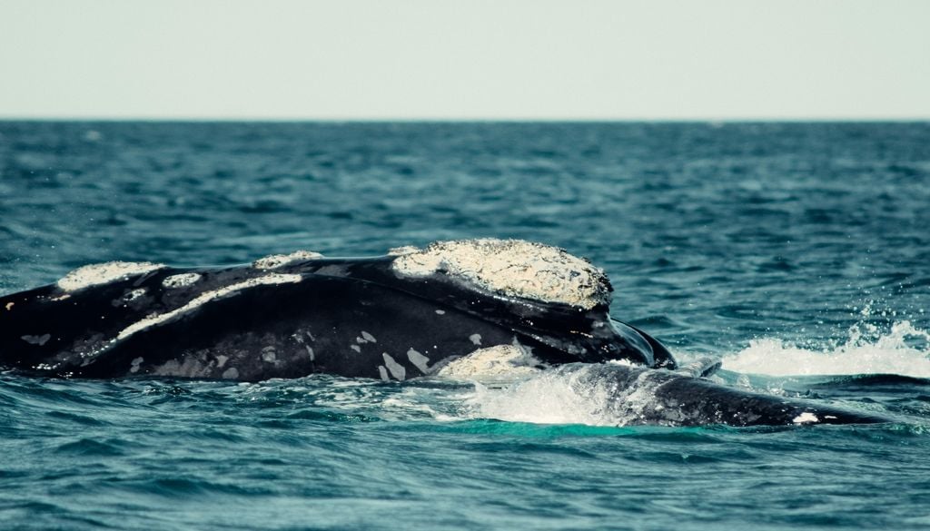 Ballena TAPA Las ballenas fertilizan el mar. Al alimentarse en profundidad y liberar sus desechos cerca de la superficie, redistribuyen nutrientes que alimentan al fitoplancton, la base de toda la cadena alimentaria marina.