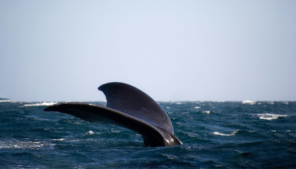 Ballena doS Las ballenas se reproducen en los golfos resguardados de Valdés, pero se alimentan lejos, en las aguas frías y productivas de la plataforma, el talud continental y la cuenca oceánica frente a la Patagonia.