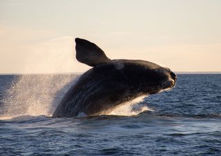 Ballenas francas peligran su existencia por calentamiento del océano