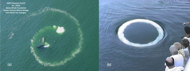 Las curiosas ballenas jorobadas se acercan a los humanos y expulsan anillos de burbujas, ¿quieren comunicarse?