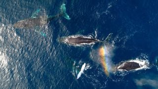 Los científicos revelan que las ballenas jorobadas fueron más felices durante la pausa pandémica