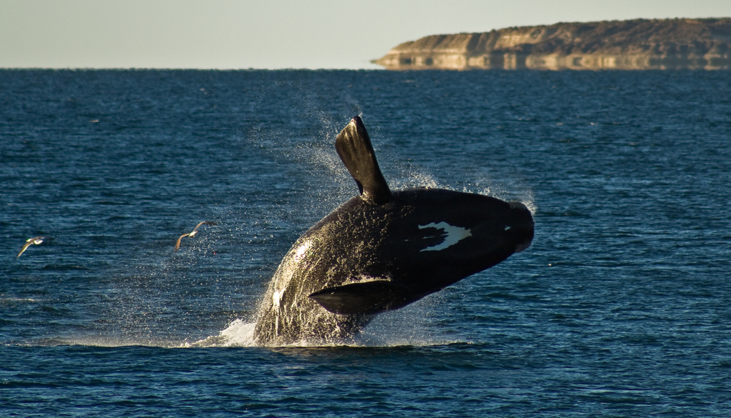 Fauna Total Puerto Madryn Las ballenas son las estrellas principales del avistaje de fauna en Puerto Madryn en septiembre, pero no las únicas. Foto: Agustina Galli / AW