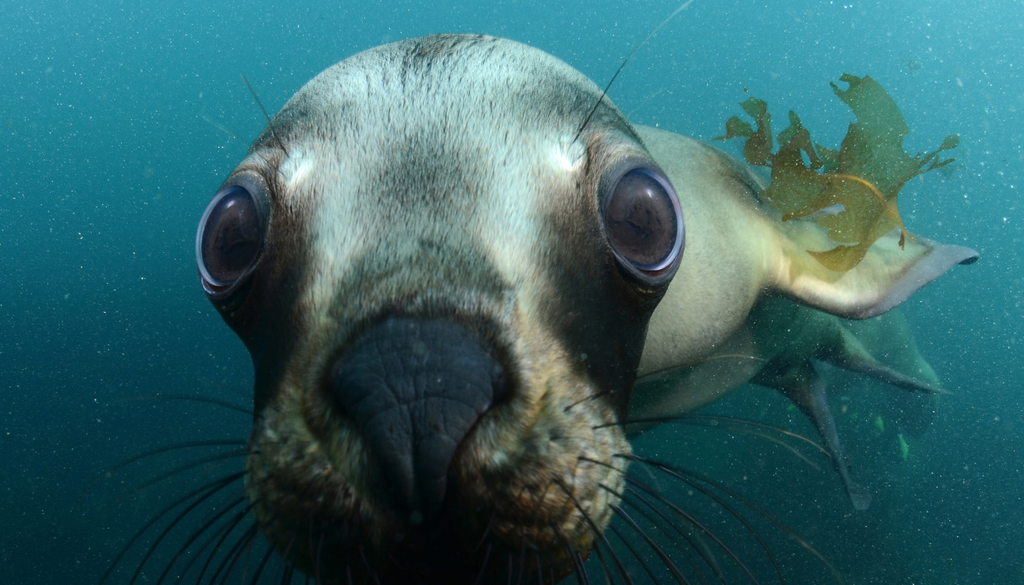 Fauna total Puerto Madryn Los lobos marinos, "inquilinos" durante todo el año en la zona de Península de Valdés, también son protagonistas en septiembre. Foto: Sergio Massaro / AW