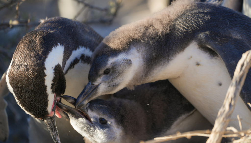 Fauna total Puerto Madryn En Punta Tombo se encuentra una de las colonias de pingüinos de Magallanes más importantes de la región. Foto: AW