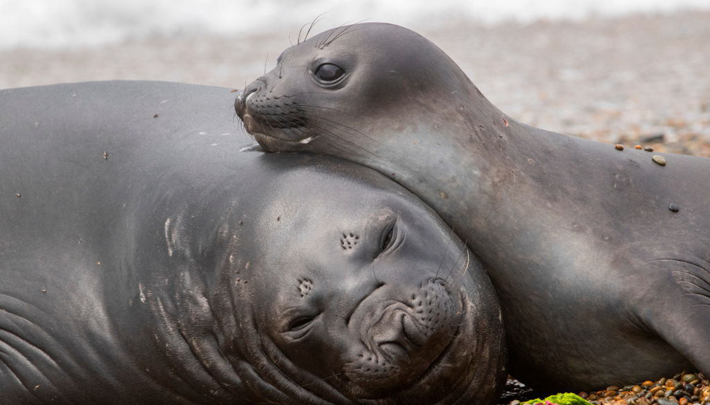 Fauna total Puerto Madryn Junto con septiembre llegan los elefantes marinos para la temporada de cría en Puerto Madryn. Foto: AW