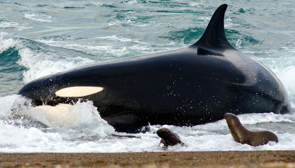 Fauna total Puerto Madryn "Varamiento intencional", la estrategia de las orcas para cazar a sus presas en la costa. Foto: AW