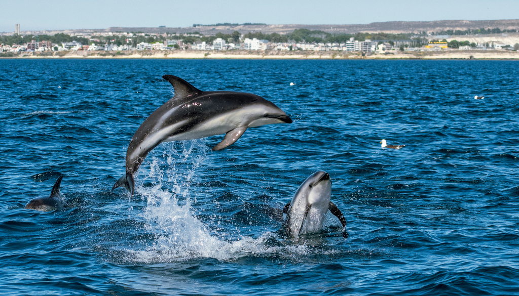 Fauna total Puerto Madryn En Puerto de Rawson se pueden avistar toninas overas, pequeños delfines patagónicos reconocibles por su coloración blanca y negra. Foto: AW