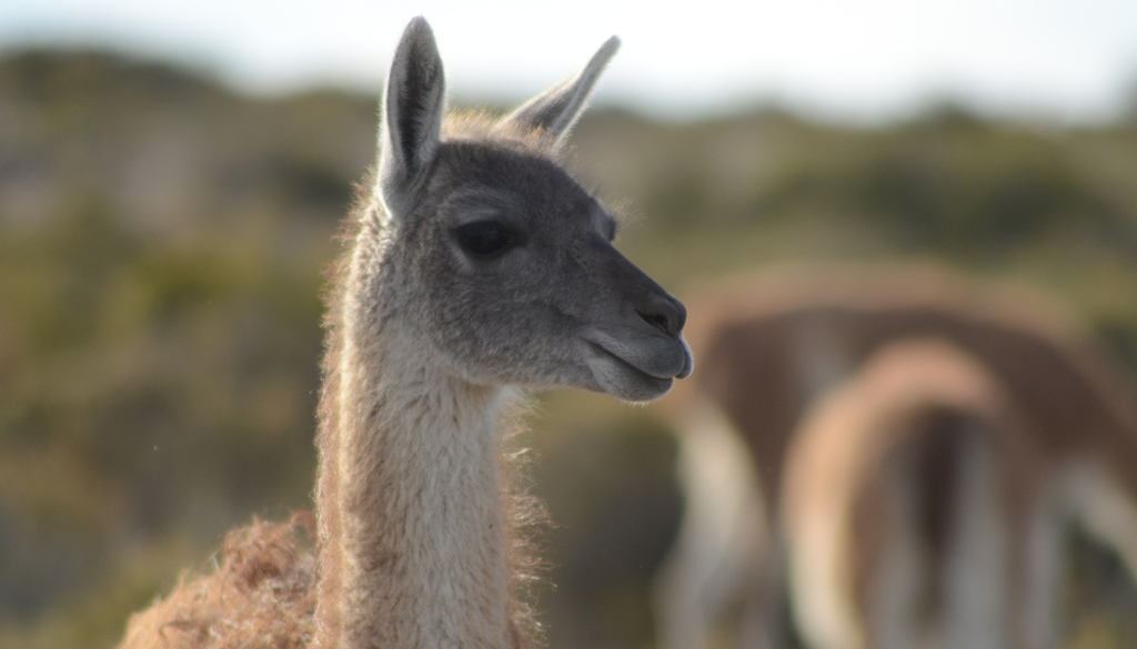 Fauna total Puerto Madryn Por fuera de la fauna marítima, en Puerto Madryn también se puede disfrutan de guanacos, zorros y choiques en la zona de estepa. Foto: AW