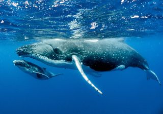 Ballenas: unas grandes aliadas para frenar el calentamiento global