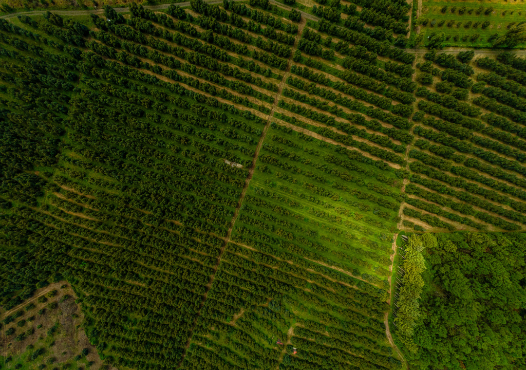 La homogeneización de cultivos provoca la pérdida de la funcionalidad de muchos ecosistemas forestales en México.
