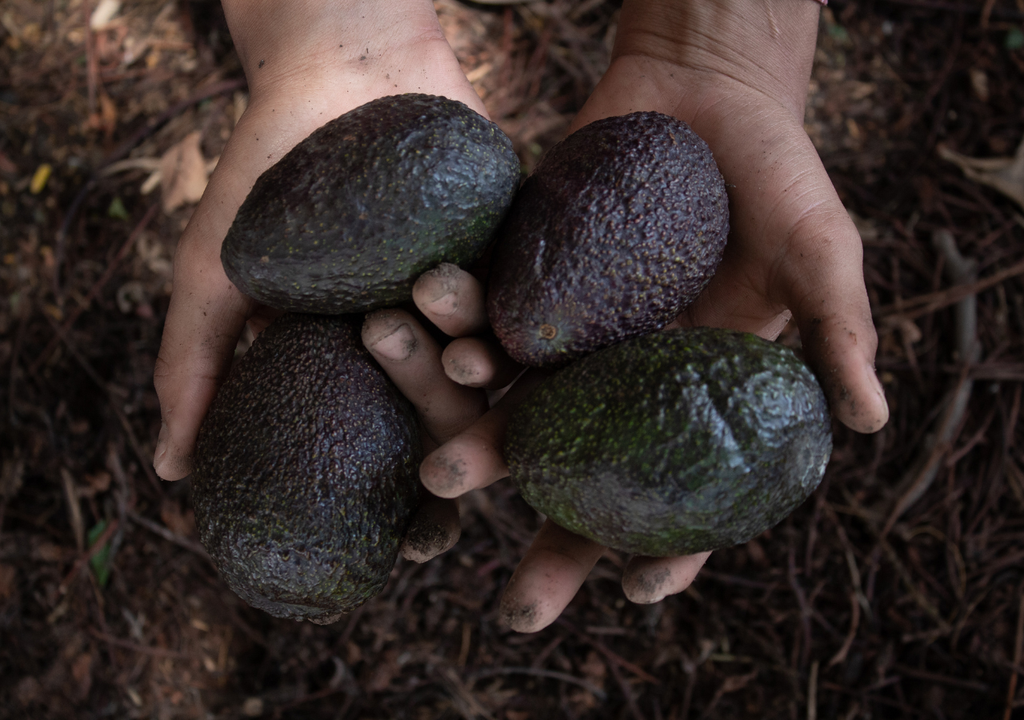 produccion local; indigenas; comunidades; biodiversidad; bosque; conservacion ambiental; produccion; monocultivo Comunidades como los purépecha de Michoacán han impulsado la producción de aguacate priorizando la permanencia del territorio sobre la rentabilidad inmediata.