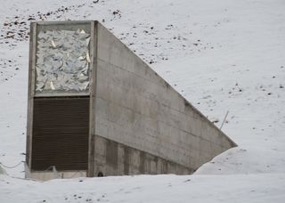 España continúa depositando semillas en el Banco Mundial de Svalbard, la ‘caja fuerte’ para nuestra alimentación futura