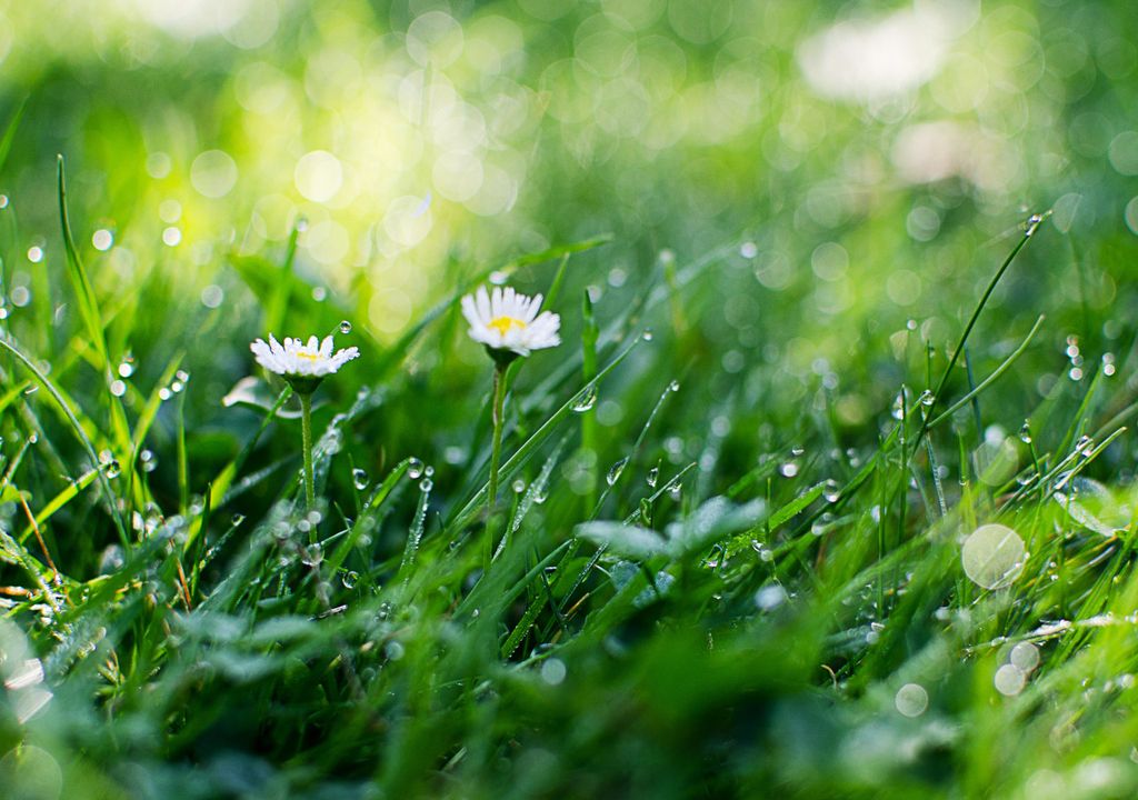 Dewy grass