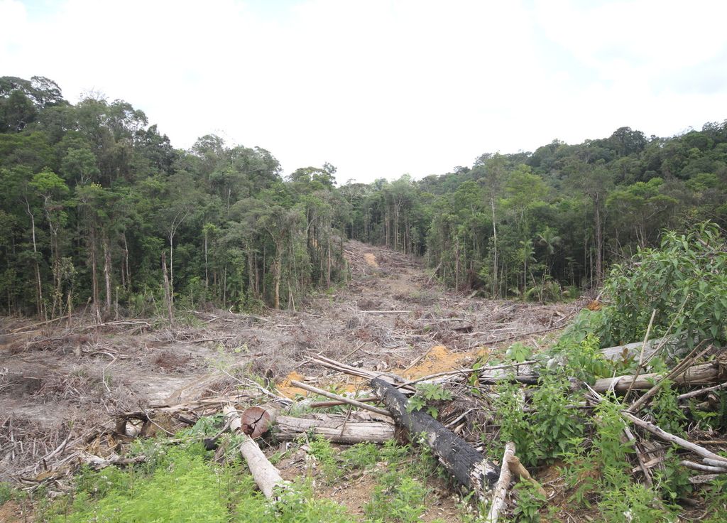 Déforestation forêt illustration