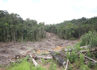 Coup de gueule : cette banque française veut raser une forêt pour y construire… un écoquartier !