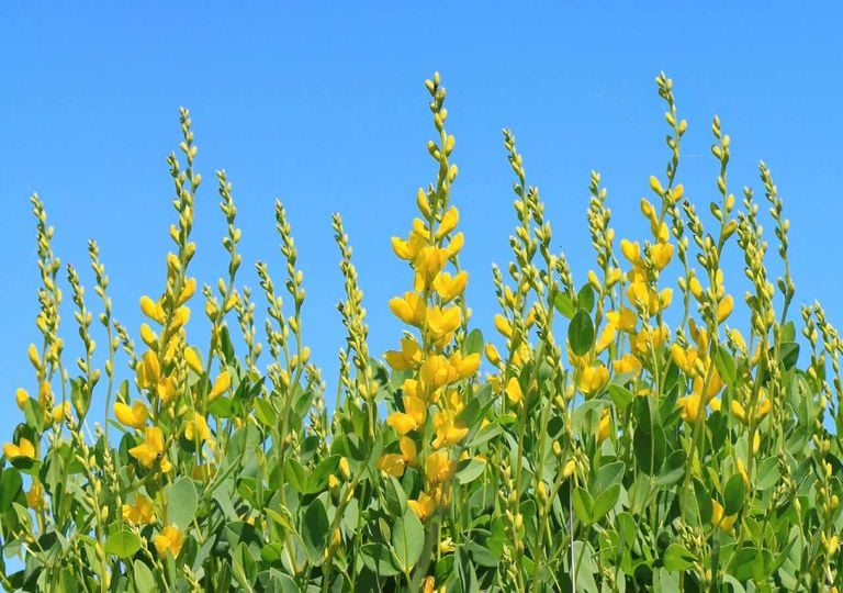 Baptisia: uma planta de setembro aliada do outono