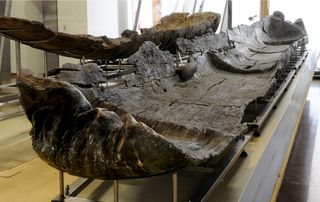 Los científicos encuentran los barcos más antiguos del Mediterráneo de época neolítica de hace 7.000 años