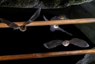 Bat Gate: método busca preservar população de morcegos no Brasil