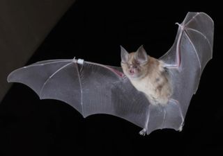 Bats' long lifespans under threat from climate change