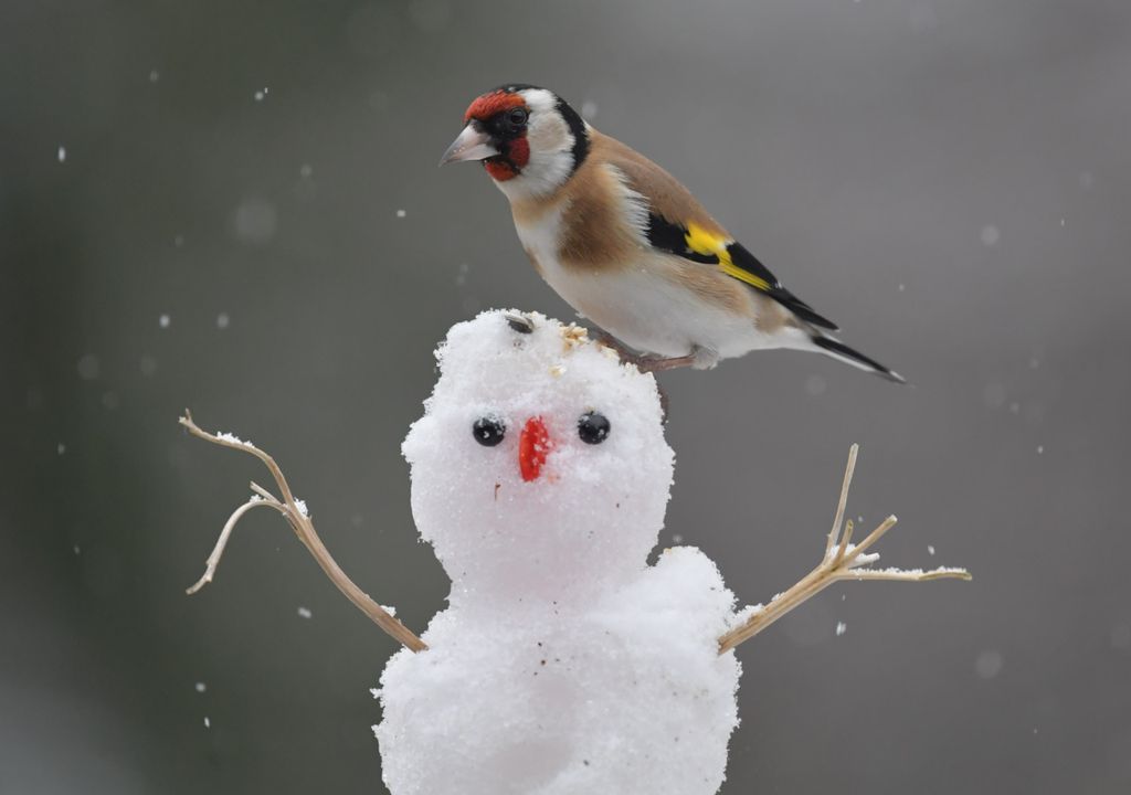 Tiny snowman